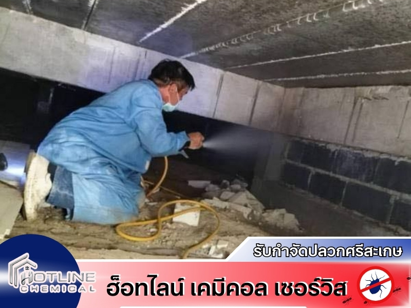 รับกำจัดปลวกด่วนศรีสะเกษ รับกำจัดปลวกด่วนศรีสะเกษ